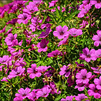 Buy canvas prints of "The Beautiful Bright Pink Cranesbill" by ROS RIDLEY