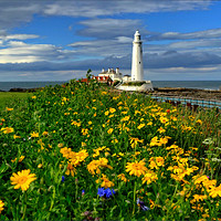 Buy canvas prints of " Wild Flowers at St.Mary's Lighthouse" by ROS RIDLEY