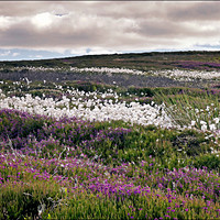 Buy canvas prints of "Dramatic skies over the heather and cotton grass" by ROS RIDLEY