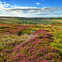 Buy canvas prints of "The North York Moors in full bloom" by ROS RIDLEY