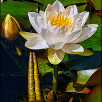 Buy canvas prints of "Portrait of a WaterLIly" by ROS RIDLEY