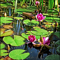 Buy canvas prints of "Idyllic lily pond" by ROS RIDLEY