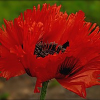 Buy canvas prints of "Frilled Poppy" by ROS RIDLEY