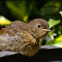 Buy canvas prints of "Baby Robin taking a sunbathe" by ROS RIDLEY