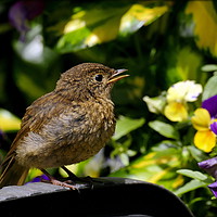 Buy canvas prints of "Baby robin" by ROS RIDLEY