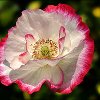 Buy canvas prints of "Pink and White Poppy" by ROS RIDLEY