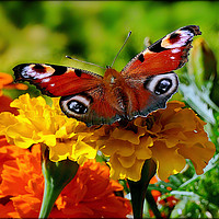 Buy canvas prints of "Marigolds with peacock butterfly" by ROS RIDLEY