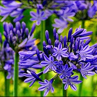 Buy canvas prints of " Blue Agapanthus" by ROS RIDLEY