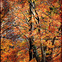 Buy canvas prints of "Autumn trees" by ROS RIDLEY