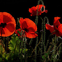 Buy canvas prints of "Poppies , back lit in the morning light" by ROS RIDLEY