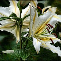 Buy canvas prints of "White Lily duo" by ROS RIDLEY