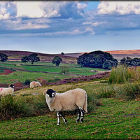 Buy canvas prints of "Sheep on the North York Moors" by ROS RIDLEY