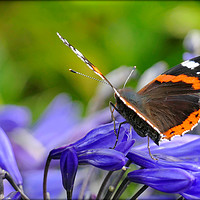 Buy canvas prints of "Butterfly on Agapanthus" by ROS RIDLEY