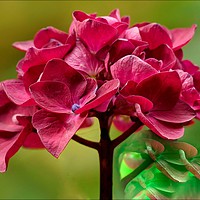 Buy canvas prints of "Pink Hydrangea" by ROS RIDLEY