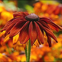 Buy canvas prints of "Rudbeckia" by ROS RIDLEY