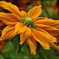 Buy canvas prints of "Golden Rudbeckia" by ROS RIDLEY