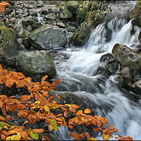 Buy canvas prints of "Beech leaves at the waterfall" by ROS RIDLEY
