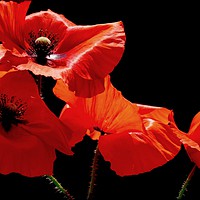 Buy canvas prints of ""Poppies " by ROS RIDLEY