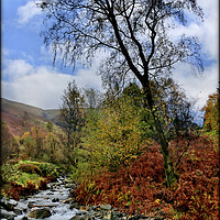 Buy canvas prints of "Tree at Mountain Stream" by ROS RIDLEY