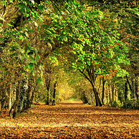 Buy canvas prints of "Take a walk through the Autumn leaves" by ROS RIDLEY