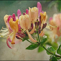 Buy canvas prints of "Antique Honeysuckle" by ROS RIDLEY