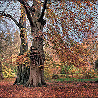 Buy canvas prints of "Evening Light on the Autumn trees" by ROS RIDLEY