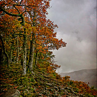Buy canvas prints of "Autumn on the misty mountain top" by ROS RIDLEY