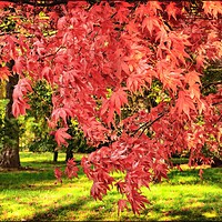 Buy canvas prints of "Acers in the Autumn sunshine" by ROS RIDLEY