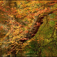Buy canvas prints of "Dappled sunshine through the Autumn woods" by ROS RIDLEY