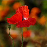 Buy canvas prints of "Soft Poppy" by ROS RIDLEY