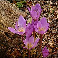 Buy canvas prints of "Delicate Autumn Crocus" by ROS RIDLEY
