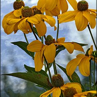 Buy canvas prints of "Giant gold Rudbeckia" by ROS RIDLEY