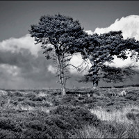Buy canvas prints of "Wuthering Heights" by ROS RIDLEY