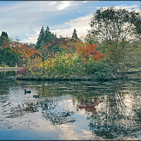 Buy canvas prints of "Reflections at the lake Thorp Perrow" by ROS RIDLEY