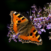 Buy canvas prints of "Tortoiseshell butterfly on Buddleia" by ROS RIDLEY