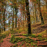 Buy canvas prints of "Autumn trees on a lakeland hillside" by ROS RIDLEY