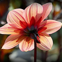Buy canvas prints of "Backlit Dahlia" by ROS RIDLEY
