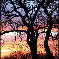 Buy canvas prints of "Sunset tree silhouette" by ROS RIDLEY