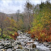 Buy canvas prints of "Autumn at the mountain stream" by ROS RIDLEY