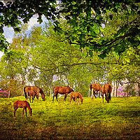 Buy canvas prints of "Mares grazing with their foals" by ROS RIDLEY