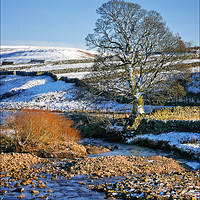 Buy canvas prints of "Tree at Rookhope Burn" by ROS RIDLEY