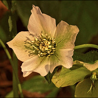 Buy canvas prints of "Evening light on the Hellebores" by ROS RIDLEY