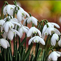Buy canvas prints of "Snowdrops in the sun" by ROS RIDLEY