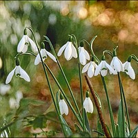 Buy canvas prints of "Snowdrops in the sun 2 " by ROS RIDLEY