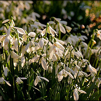 Buy canvas prints of "Evening light on the snowdrops " by ROS RIDLEY