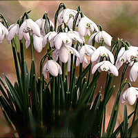 Buy canvas prints of "Evening light on snowdrops" by ROS RIDLEY