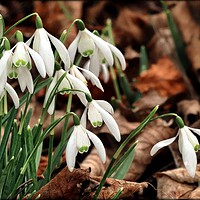 Buy canvas prints of "snowdrops in beech leaves" by ROS RIDLEY