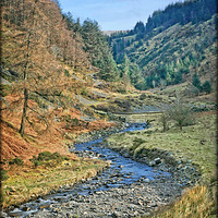 Buy canvas prints of "Stream in Whinlatter Forest" by ROS RIDLEY