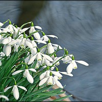 Buy canvas prints of "Snowdrops by Swirling Waters" by ROS RIDLEY