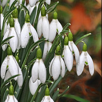 Buy canvas prints of "Raindrops on Snowdrops" by ROS RIDLEY